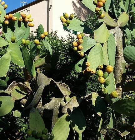 פורטו אזורו Villa San Giuseppe מראה חיצוני תמונה